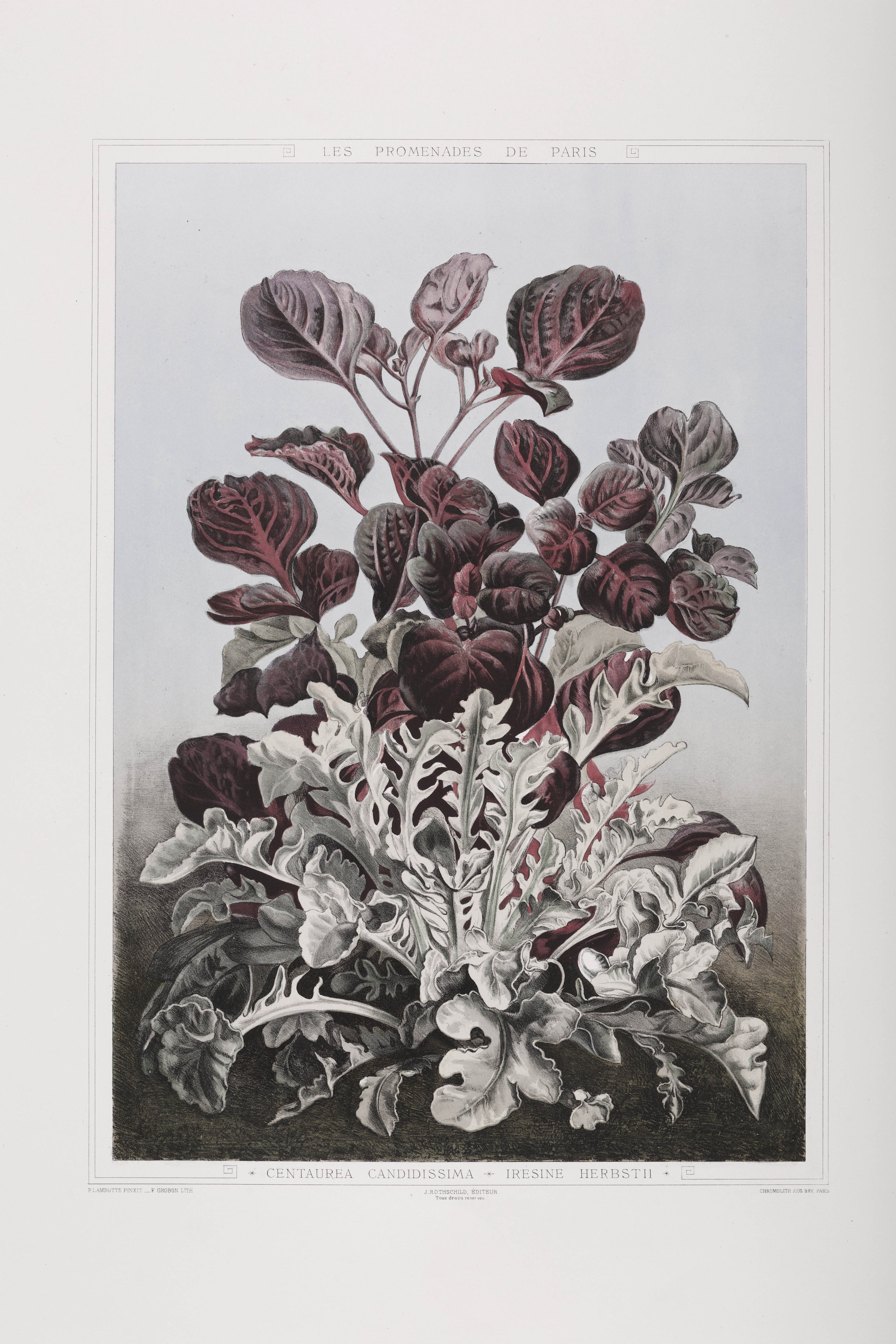 Centaurea candidassimo et irésine herbstii, volume II © Cité de l'architecture & du patrimoine/Musée des Monuments français